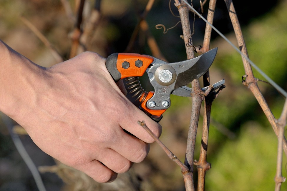Inštruktáž na súťaž v reze viniča