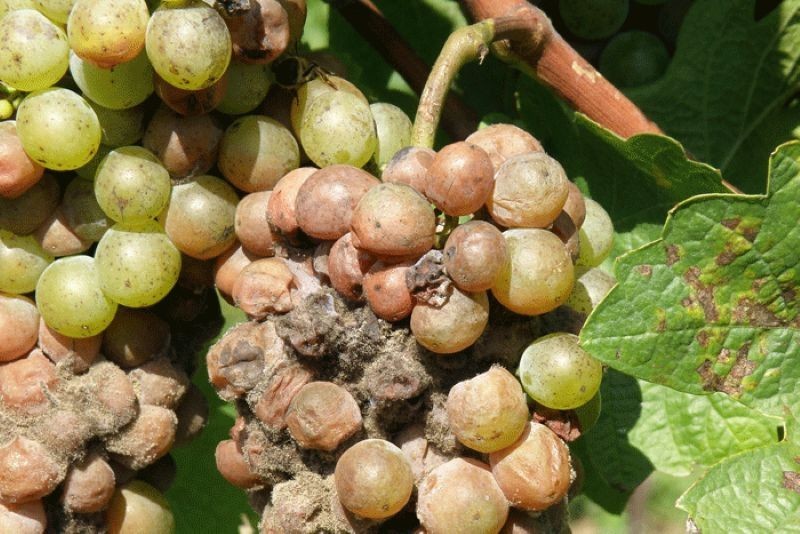 Ošetrenie hrozna napadnutého šedou hnilobou (Botrytídou)