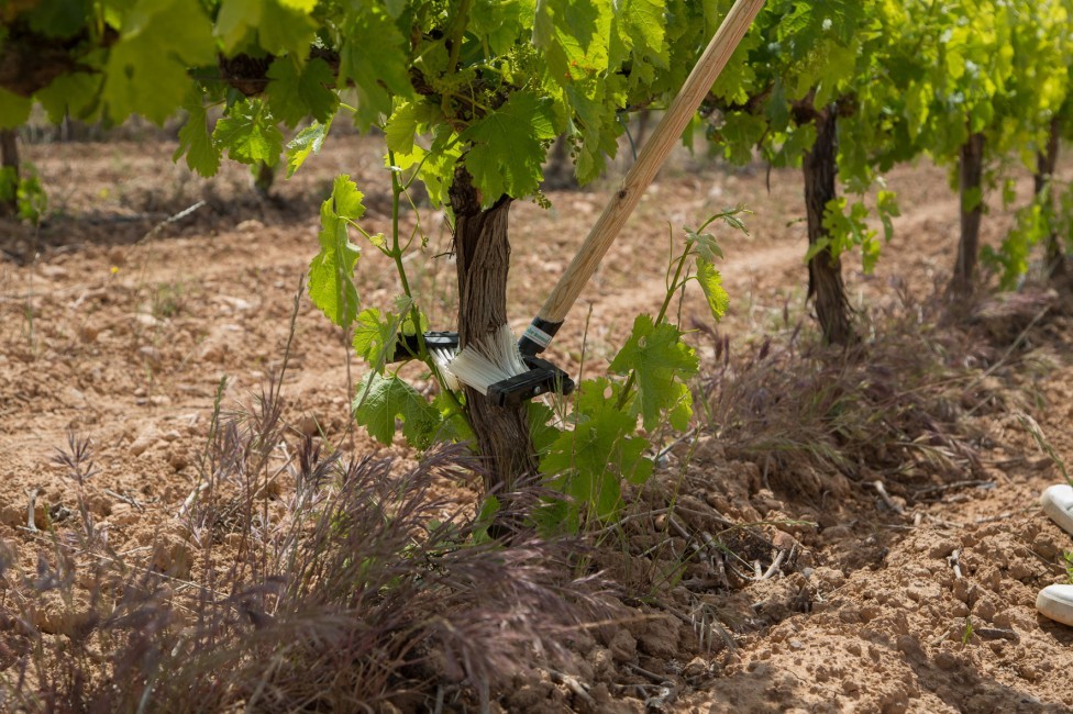 Kefa na čistenie kmienkov viniča hroznorodého