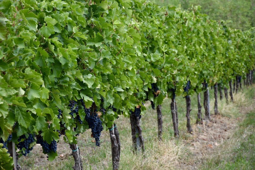 Nie je kordón ako kordón alebo exkluzívne kordóny v maďarskej Villány