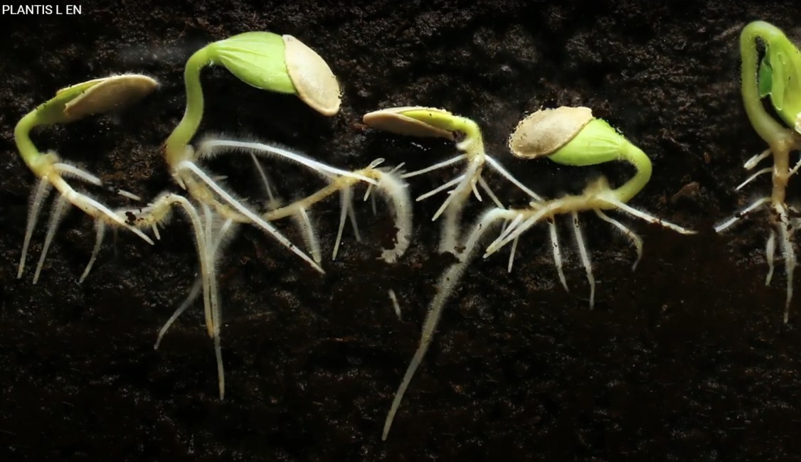 Tekutý hrachový proteín na čírenie muštu