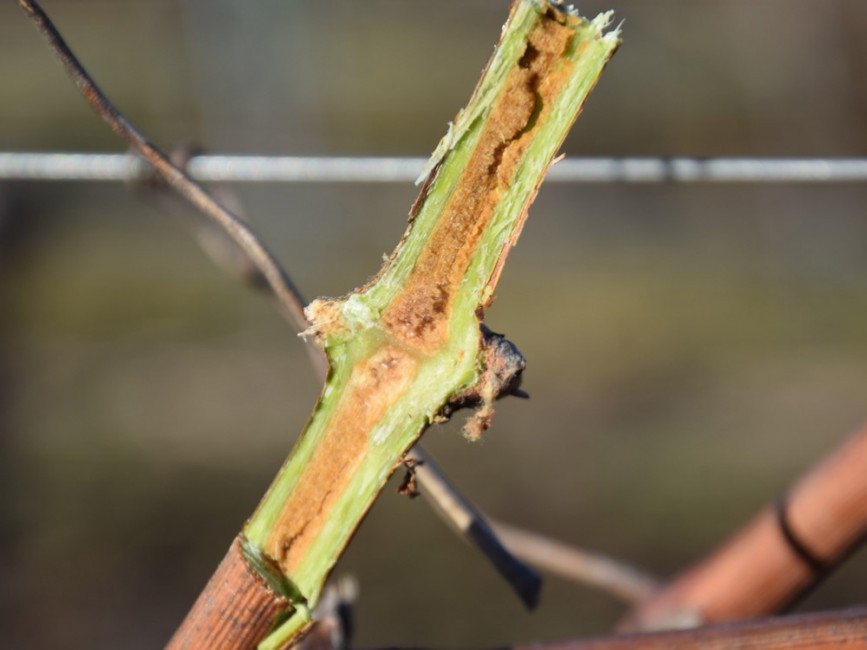 Možnosť prevencie proti ESCA pri zimnom reze vínnej révy