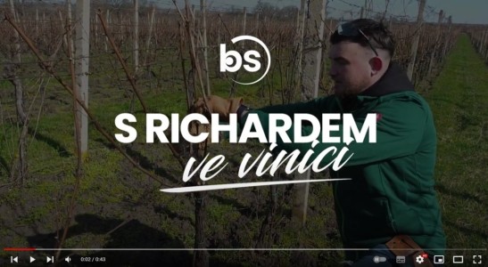 S Richardem vo vinici: Vyväzovanie viniča hroznorodého