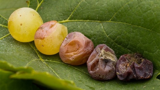 Aktuálne odporúčanie prípravkov proti plesni šedej (botrytíde)