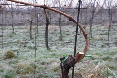 Základné zásady zimného rezu vínnej révy