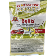 Bellis (13g)